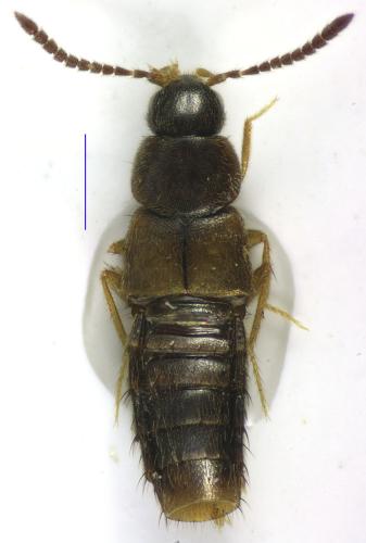 Acrotona pseudotenera